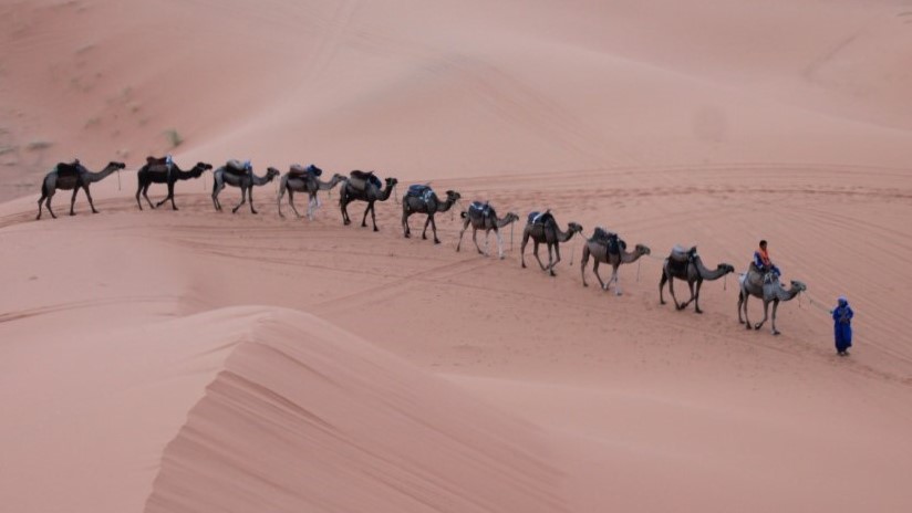image de dromadaires dans le désert